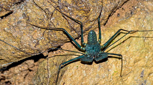 Preview: Whip spider, Corcovado National Park, Costa Rica