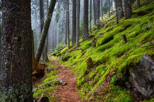 Preview: Green forest