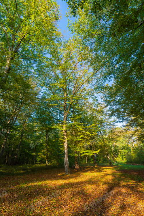Preview: Tall deciduous tree in the forest