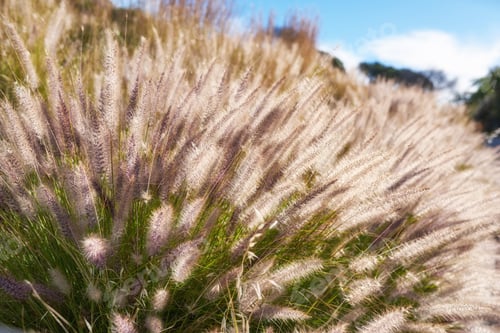 Preview: Flowers, plants and trees on mountain side in South Africa