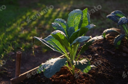 Preview: Kale growth on the vegetable bed