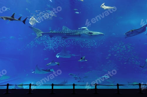 Preview: aquarium with whale shark in Okinawa