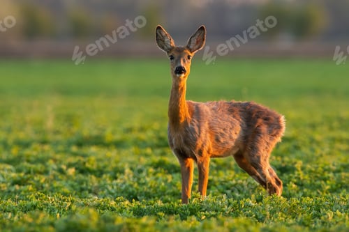 Preview: Roe deer doe standing on grassland in spring nature