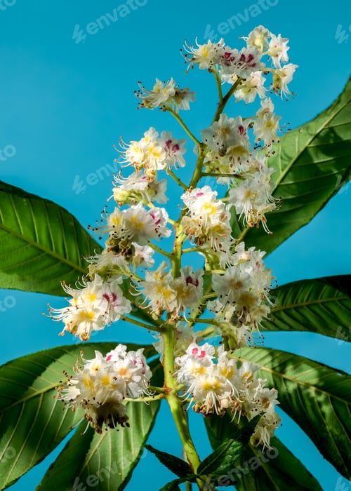 Preview: Blooming chestnut tree flowers on a blue background