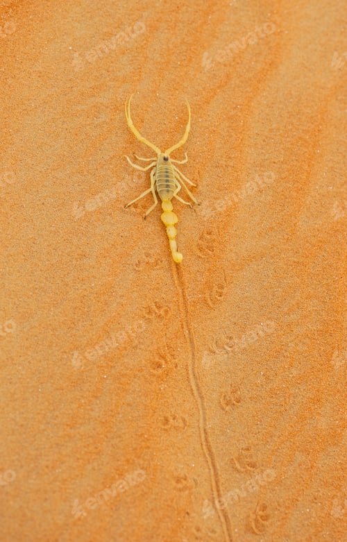 Preview: Venomous Arabian Scorpion