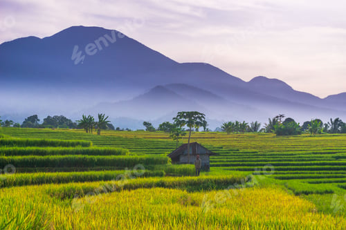 Preview: indonesia beauty landscape paddy fields in north bengkulu natural beautiful morning view from asia