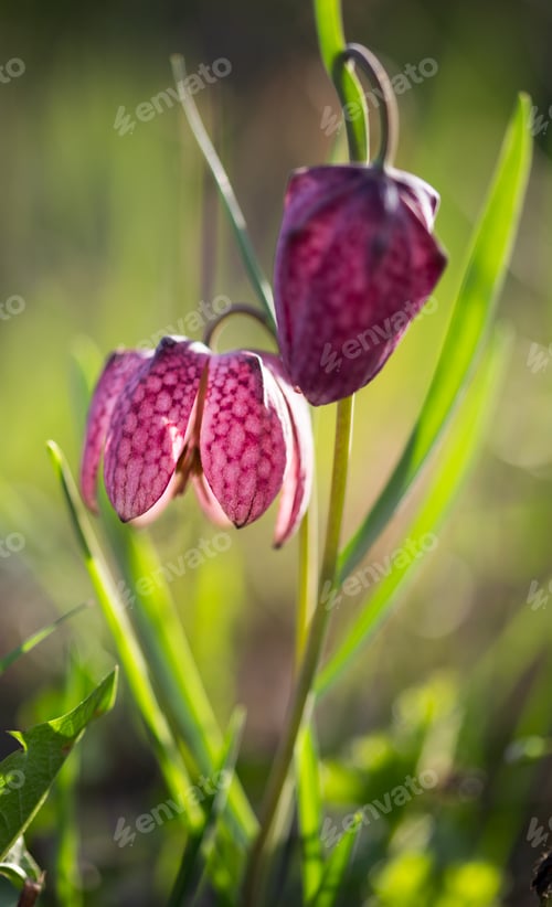 Preview: endangered wild Chess Flower (Fritillaria meleagris) or snake's head fritillary