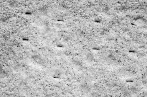 Preview: Abstract Natural Texture Of Cookies Close Up For A Background Of Gray Color