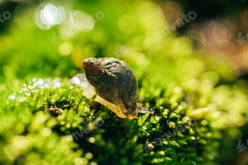 Preview: Snail life