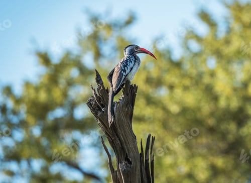 Preview: A Beautiful Botswana Wildlife in picture of World