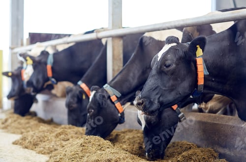Preview: herd of cows eating hay in cowshed on dairy farm