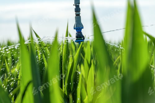 Preview: Sorghum crops plantation irrigation