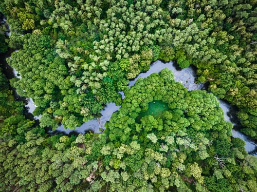 Preview: Aerial view of river, swamps and forest.