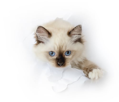 Preview: Ragdoll cat in light room