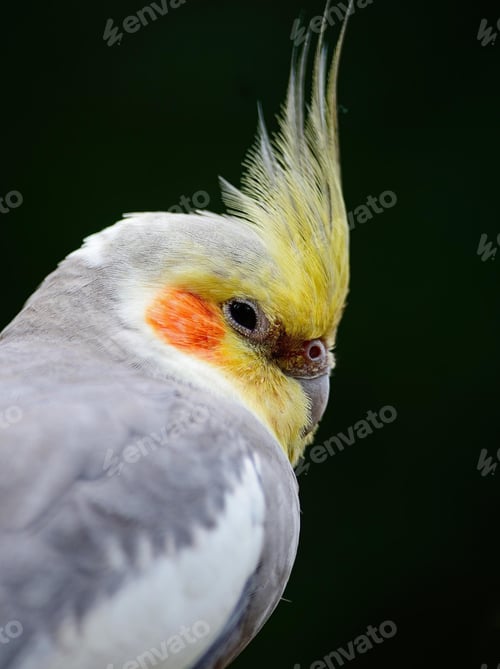 Preview: cockatiel, parrot, bird, isolate