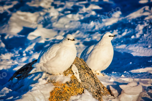 Preview: Selective focus shot of Willow Ptarmigan birds perched on the snow in Greenland