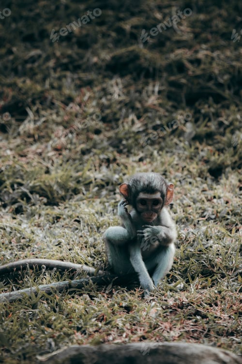 Preview: Baby monkey playing and eating