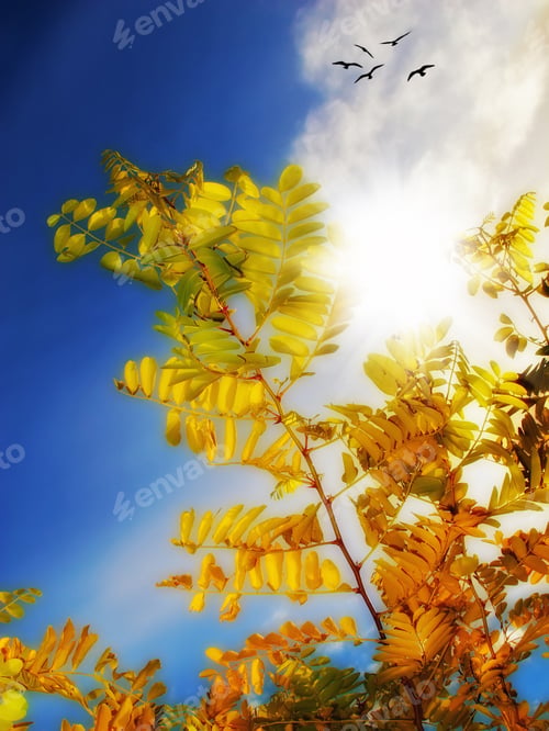 Preview: A photo of a Garden, flowers and sun