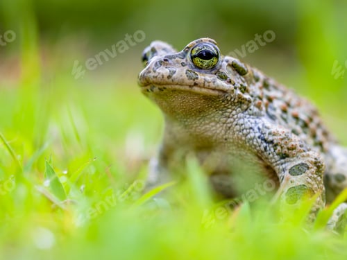 Preview: Green toad sitting in Grass