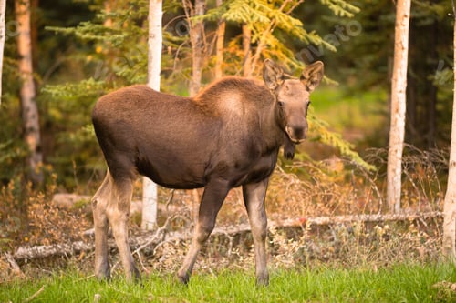 Preview: Newborn Moose Calf Feeding On Grass Alaska Wilderness
