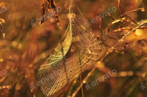 Preview: Spider web in warm morning light