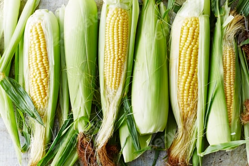 Preview: Fresh corn cobs with husks on a surface.