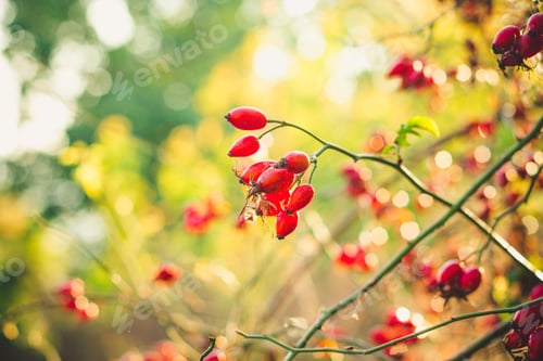 Preview: Wild Rose - The Fruit And Petals On The Branches Of The Bush. Top View.