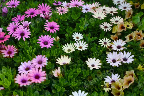 Preview: A variety of flowers in a vibrant and colorful flower garden in full bloom at a park in Japan