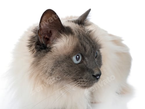 Preview: birman cat in studio