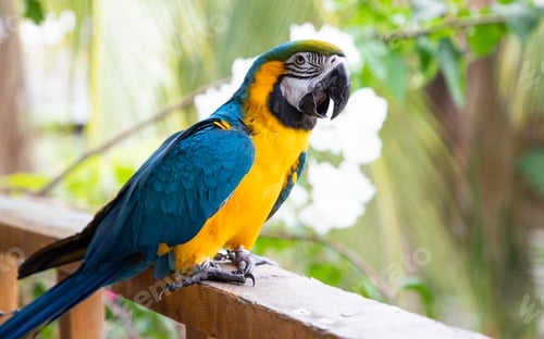 Preview: beautiful Blue-and-Yellow Macaw in rainforest