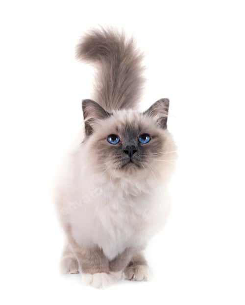 Preview: birman cat in studio