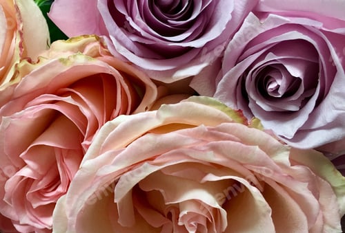 Preview: Close up roses, natural pattern, petals, pink background