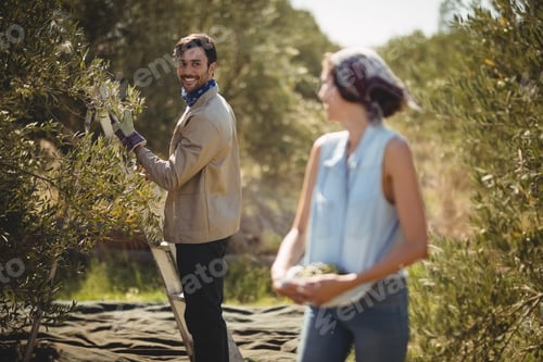 Preview: Couple looking at each other while collecting olives at farm