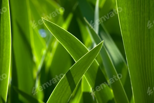 Preview: Green grass in background of bright sunlight from the back