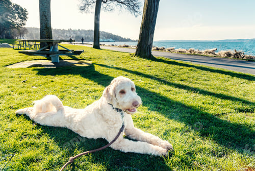 Preview: Labradoodle laying in green park grass.