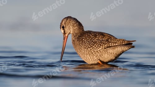 Preview: Spotted redshank (Tringa erythropus)