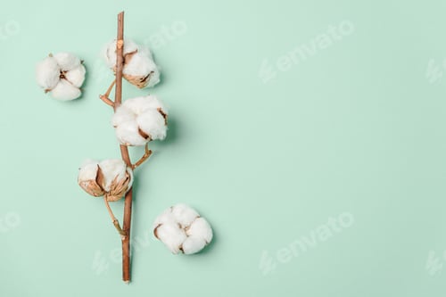 Preview: Branch of white cotton flowers on green background. Top view