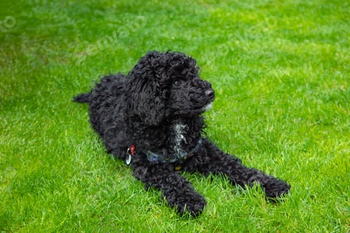 Preview: Black toy poodle puppy lying on grass