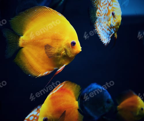 Preview: Colorful Discus Fish Swimming in Dark Water