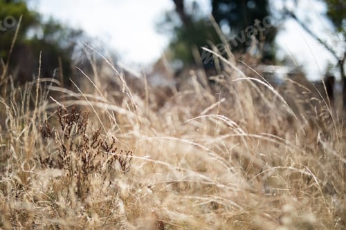 Preview: Natural background