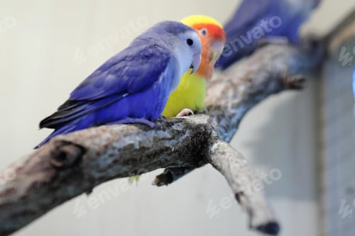 Preview: lovebirds, lover bird, lovely