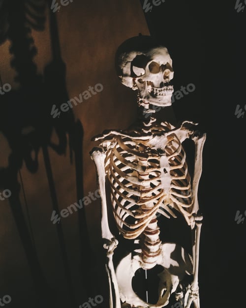 Preview: Skeleton