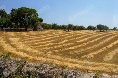 Preview: Rural landscape on Apulia between Alberobello and Locorotondo