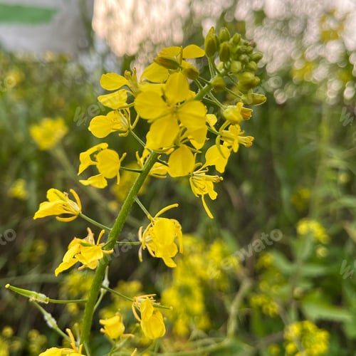 Preview: Yellow plant