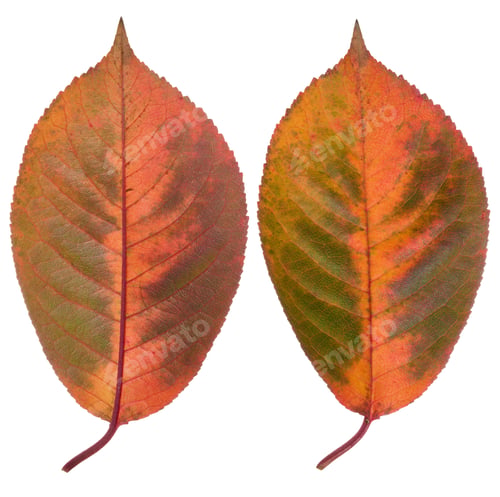 Preview: Red cherry leaves on isolated background