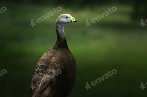 Preview: Cape Barren Goose (Cereopsis novaehollandiae)