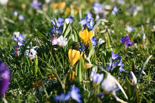 Preview: Spring crocuses