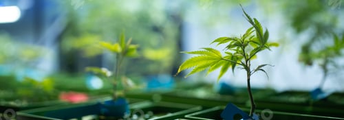Preview: marijuana or ganja plant leaf growth in farm, agriculture crop background of marijuana