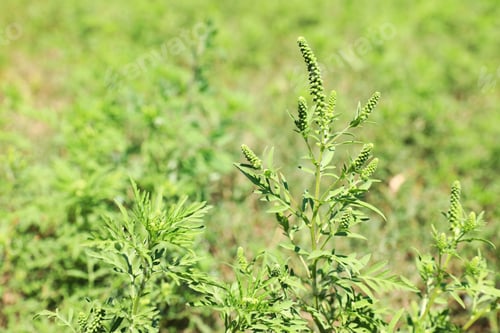 Preview: Blooming ragweed plant (Ambrosia genus) outdoors on sunny day. Seasonal allergy