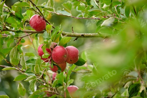 Preview: Apple-picking has never looked so enticing - a really healthy and tempting treat.